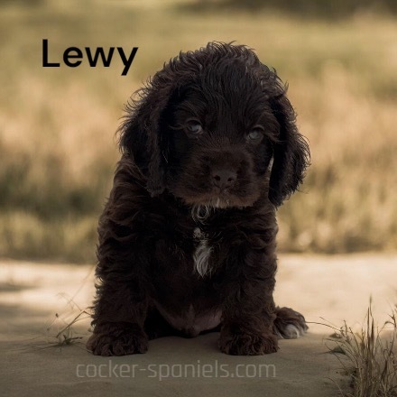 puppy, for, sale, Cocker Spaniel, Joe & Cherri  Overlease, dog, breeder, Miller, MO, dog-breeder, puppy-for-sale, forsale, nearby, find, puppyfind, locator, puppylocator, aca